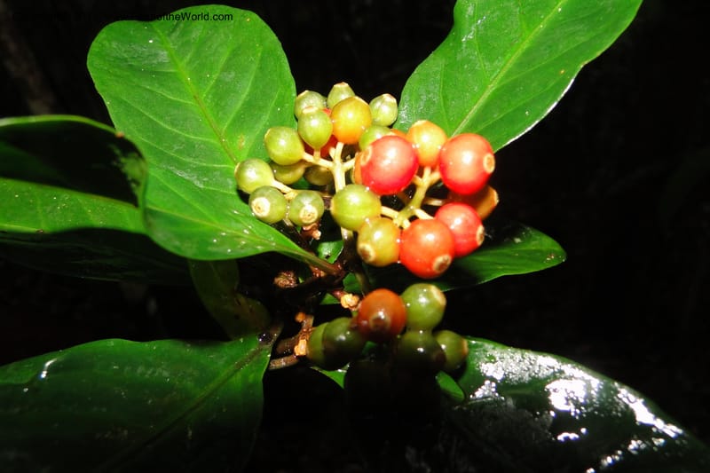Psychotria forsteriana, S. Buerki 162--Fiji. Colo i Suva Forest Park. 8 Feb 2011. 071 (1).jpg