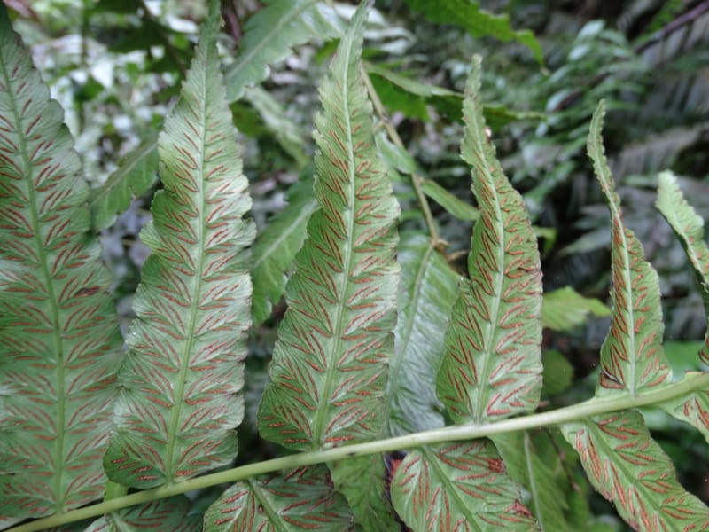 Diplaziopsis javanica, Munzinger, J 7402--New Caledonia. Haute Robinson. 11 Nov. 2015. DSC00909 (314).JPG