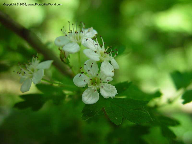 Crataegus monogyna--Italy. Abruzzo. Ris. Torino di Sangro. 5 May 03. 044.jpg