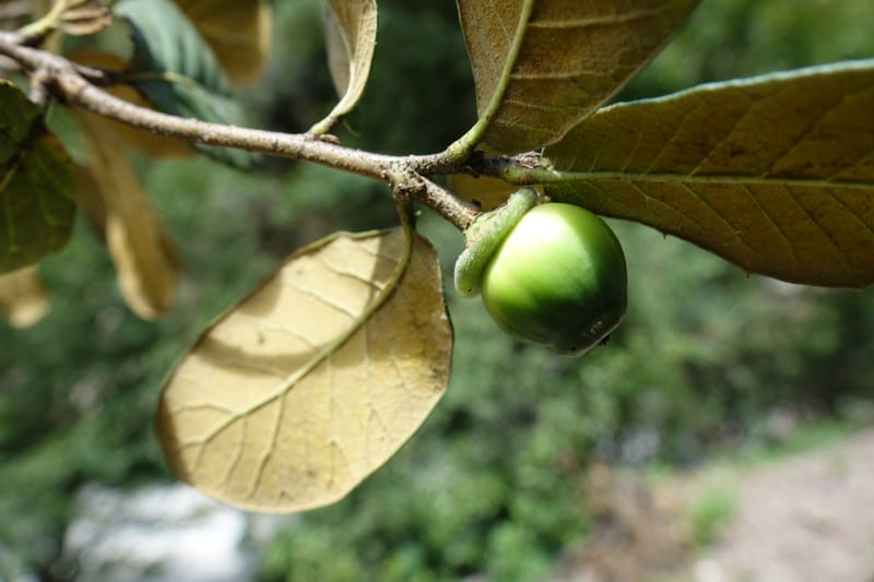 Quercus, C. Davidson 13759--China. Sichuan. Yibailingba-gou. 12 Aug 2017. DSC04660 (392).JPG
