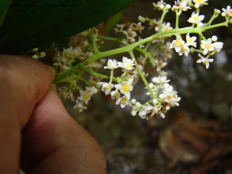 Nectandra purpurea, B. Hammel 24683--Costa Rica. Prov. Limon. Selva Bananito Lodge. 13 Apr 08. 229 (4).jpg