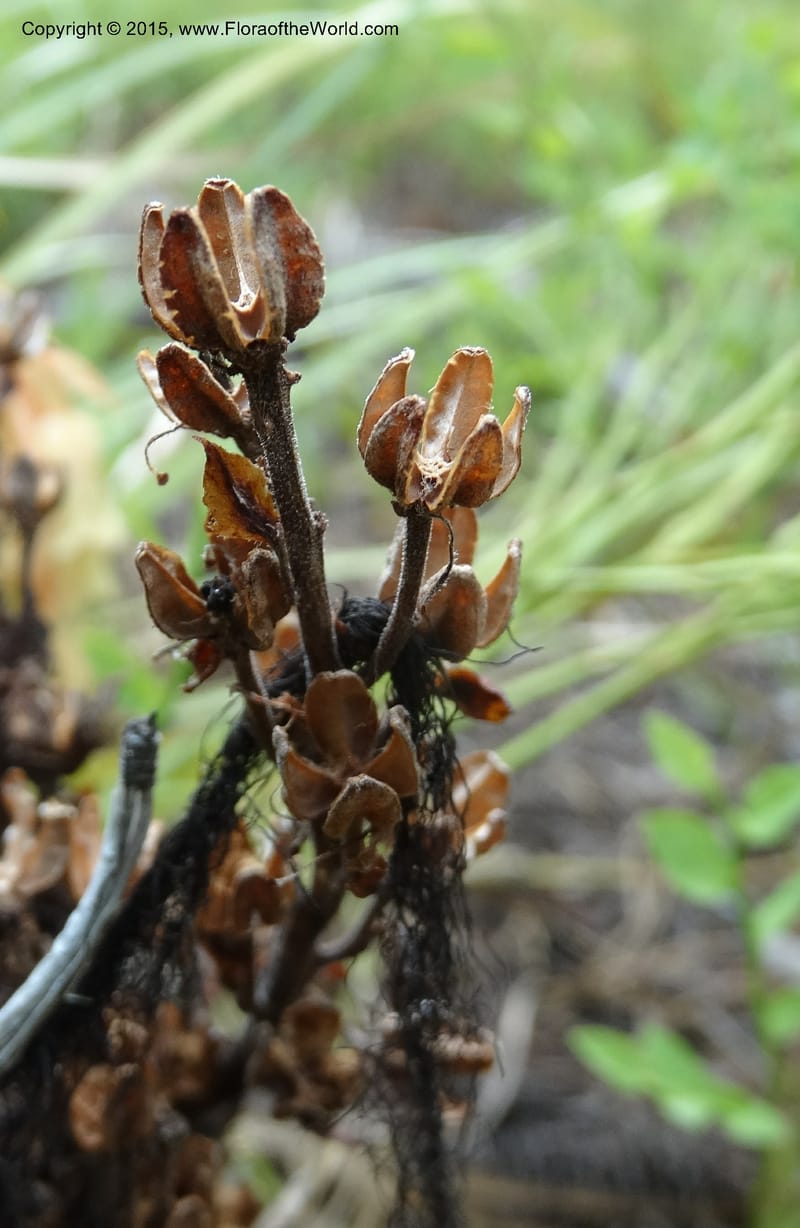 Monotropa hypopitys, Davidson, C 12626--ID. Idaho Co. S of Steamboat Summit. 5 Aug 2014. DSC00156 (208).JPG