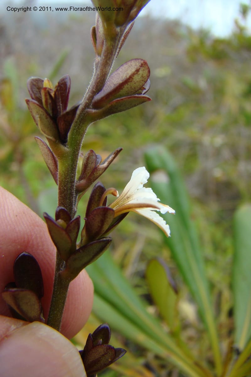 Scaevola beckii, M. Callmander 793--New Caledonia. Mont Dore. 20 Jan 2010. 001 (73).jpg