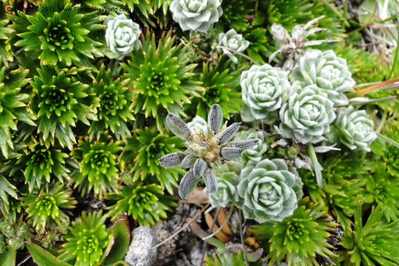 Draba, Ulloa 2022--Ecuador. Napo. Volcan Antesana. 2 Jun 2011. 206 (9).jpg
