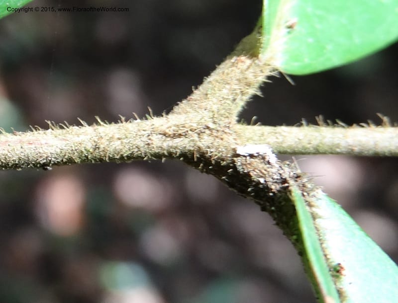 Chytranthus, Davidson, C 12372--Cameroon. Korup Nat. Park. 22 Mar 2014. DSC03203 (330).JPG