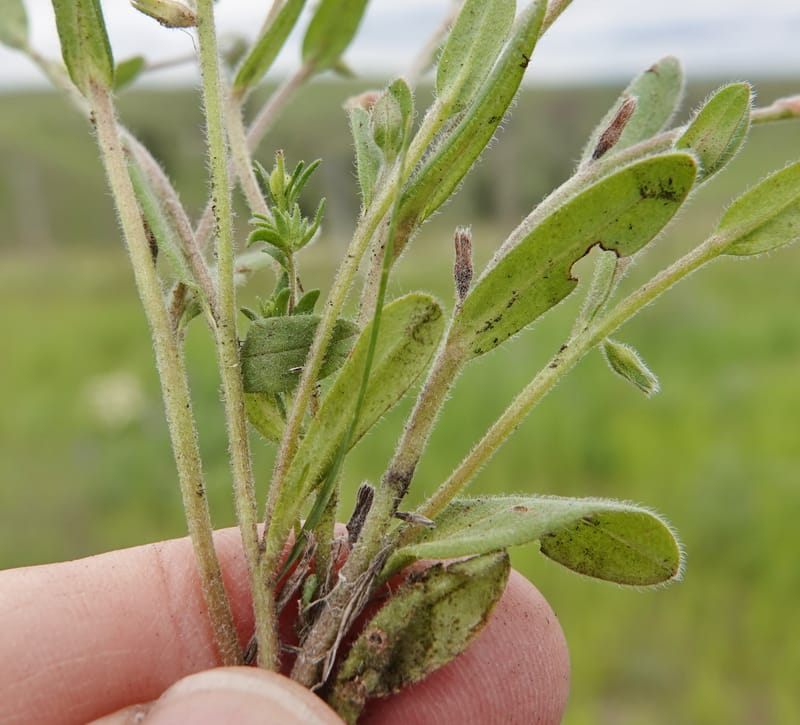 Myosotis stricta, C. Davidson 13755--Oregon. Wallowa Co. Zumwalt.Trail Cr. Rd. 4 Jun 2018. DSC04078 (195).JPG