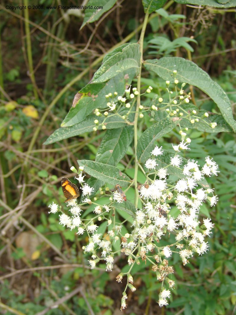 Vernonia patens, AAraujoM2932--Bolivia. F. Tamayo. W of Apolo. Rio Machariapu. 17 Sep 06. 478.jpg