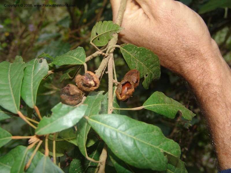 Cola greenwayi--So.Africa. Mpumal. Moodie Mts.  18 Mch 05. 376.jpg