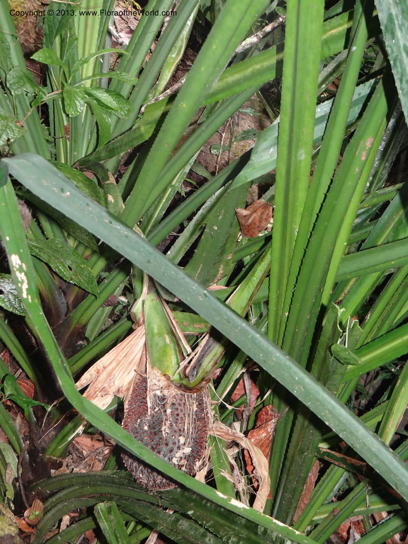 Pandanus acaulescens, Callmander 1040--Thailand. Chiang Mai Prov. Doi Suthep Pui Nat. Park. 7 Nov 2012. DSC07362 (341).JPG