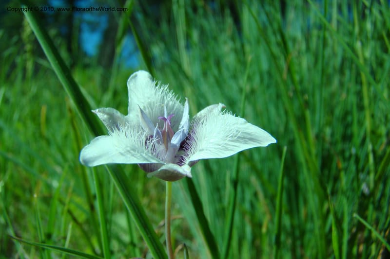 Calochortus elegans, C. Davidson 11376--Idaho. Idaho Co. Salmon River. Polly Bemis Ranch. 27 May 2009. 017.jpg
