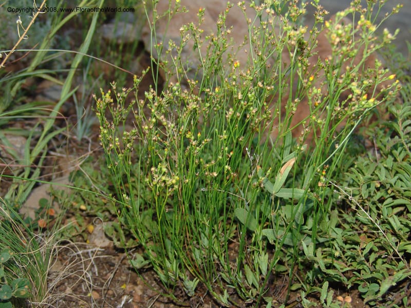 Linum thunbergii--So.Africa. E. Cape. Joubert's Pass, SE of Lady Gray. 9 Mch 05. 330.jpg
