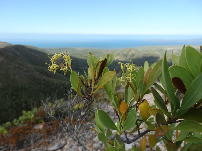 Stenocarpus umbellifer, Callmander, M 1251--New Caledonia. Col d'Arama. 16 Nov 2015. DSC02942 (28).JPG