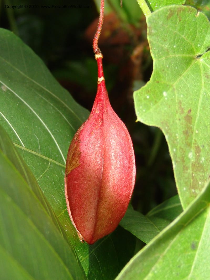 Passiflora cisnana, Croat 95712--Ecuador. Maquipucuna Biol. Res. Send. Princip. 11 Mar 06. 169 (2).jpg
