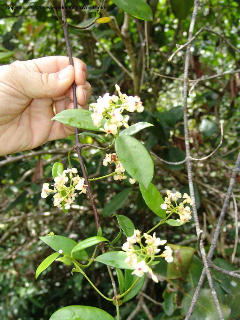Alafia lucida, Walters, G 1660--Gabon. Prov. Estuaire. Mondah Forest. 16 Apr 06. 236 (2).jpg