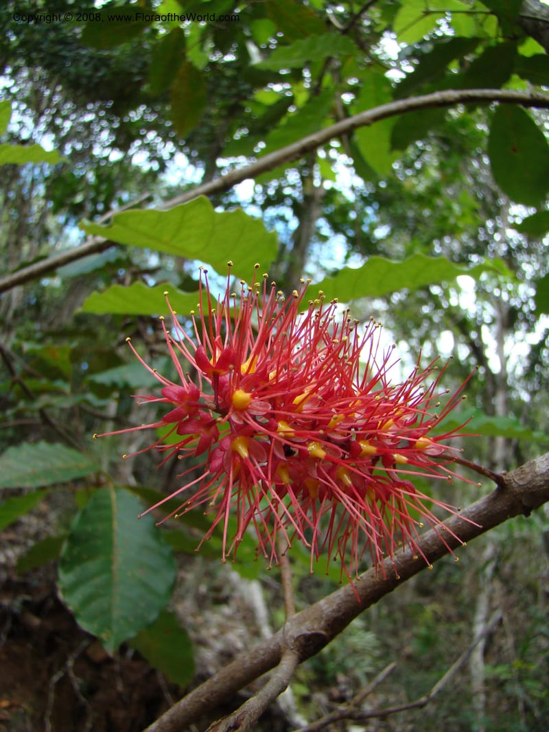 Geissois, JMunzinger4685--N.Caled. RT 1, Avangui For., Hervrouet Cr. 12 Nov 07. 057.jpg