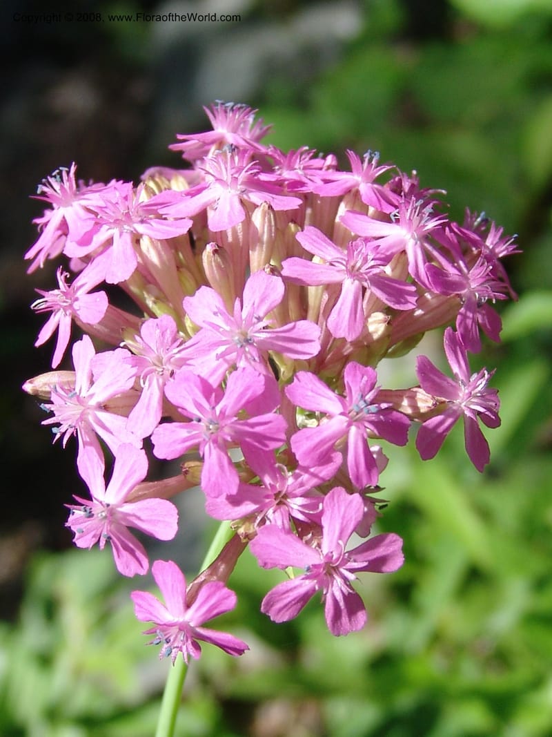 Silene compacta--Georgia. Lagodekhi  Forest Reserve. 11 Jun 05. 106.jpg