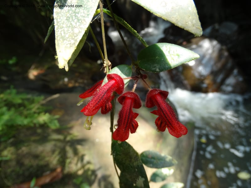 Aeschynanthus, Davidson, C 12673--Sabah. Danum Valley. 4 Oct 2014. DSC01741 (184).JPG