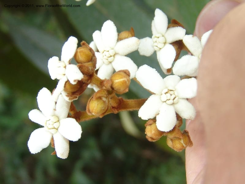 Nectandra, Vasquez31455--Peru. Prov. Oxa. Parq. Nac. Yanachaga Chemillen. 12 Oct 06. 070.jpg