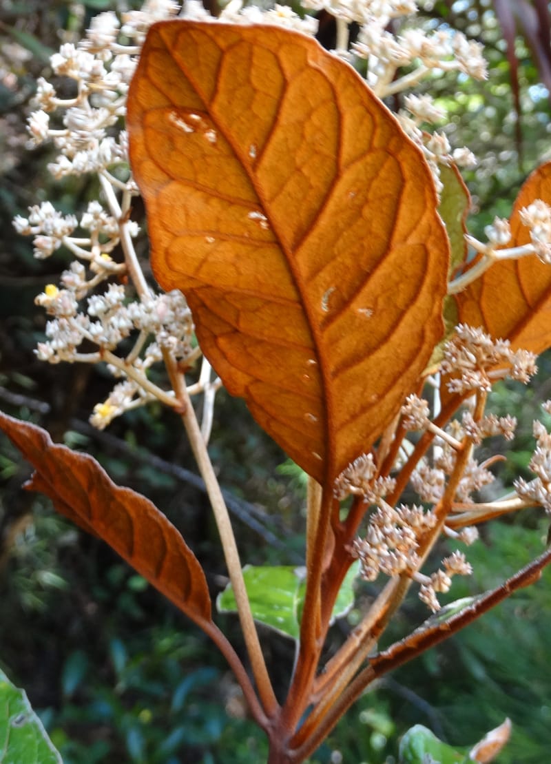 Argophyllum, Lowry, P 7423--New Caledonia. PinPin. 20 Nov 2015. DSC03938 (66).JPG