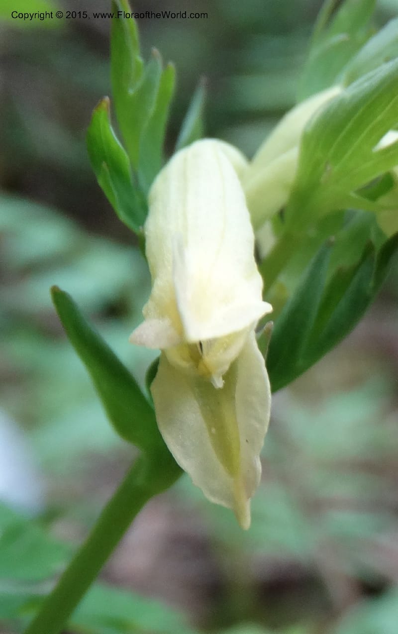 Corydalis, Not collected--China. Sichuan. ShaShiDuo. 8 May 2014. DSC04232 (136).JPG