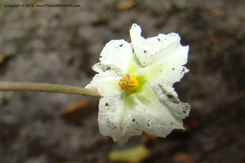 Lycianthes asarifolia, R. Vasquez 34920--Peru. Loreto. Dto. Parinari. Tacshacocha. R. Samiria. 14 Nov 08. 505.jpg