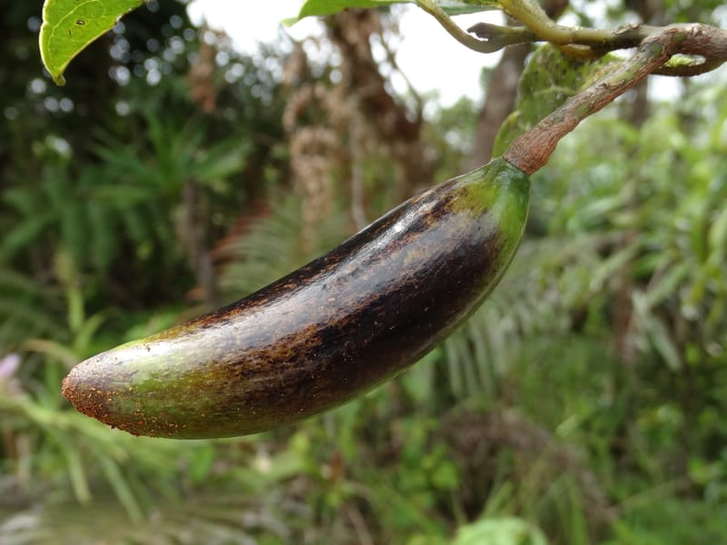 Endiandra monticola, Munzinger, J 7345--Fiji. Delaikoro Mtn. 3 Nov 2015. DSC08393 (343).JPG