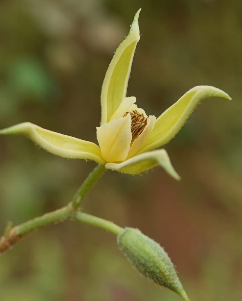 Grewia, C. Davidson 14070--Gabon. Maurel and Prom Rd. 24 Oct 2019. DSC02146 (36).JPG