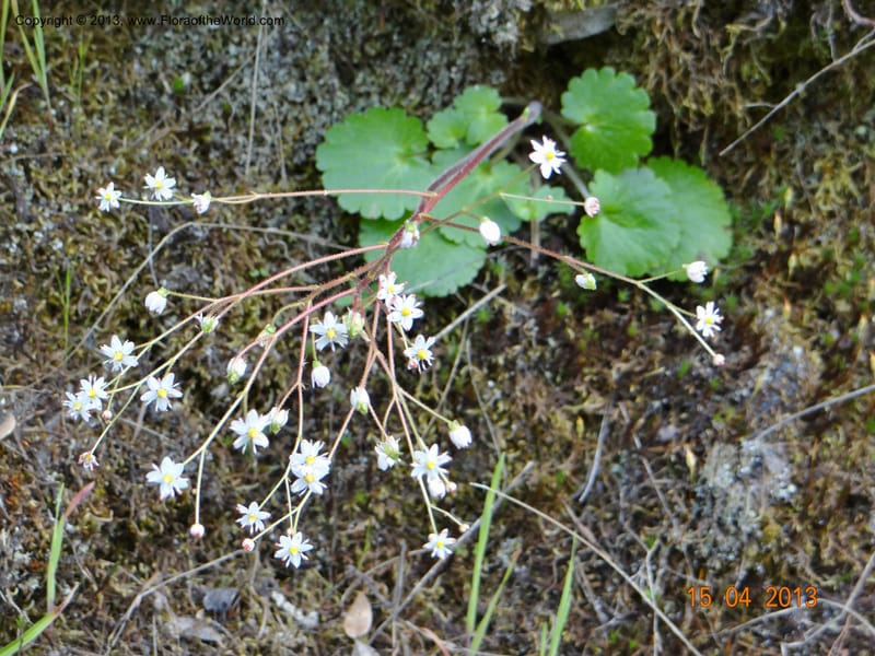 Saxifraga mertensiana, Davidson, C 12120--USA, CA, Trinity Co.  15 Apr 2013  9959 (6).JPG