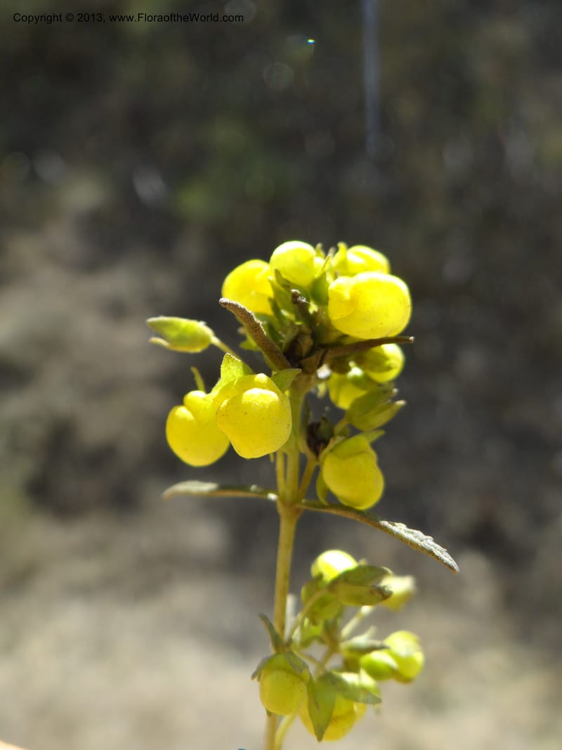 Calceolaria, WDS 34050--Chile. Pichilemu. 13 Feb 2013. DSC00590 (193).JPG