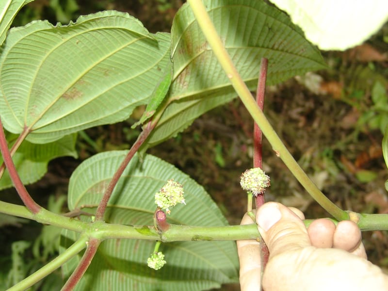 Clidemia, Croat 93406--Ecuador. Prov. Cotopaxi. Guayacan-Pucayacu. 14 Aug 04. 027 (7).jpg