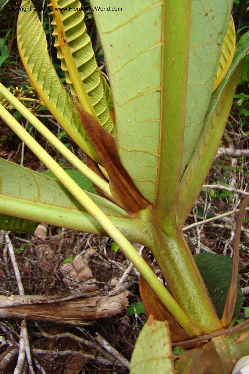 Ladenbergia, Vasquez 35053--Peru. Loreto. Dto. Iquitos. Res. Allpahuayo-Mishana. 19 Nov 08. 522 (11).jpg