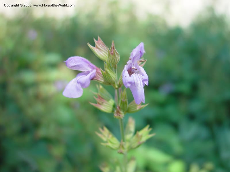 Salvia officinalis--Italy. Tuscany. Univ. Firenze, Giardino dei Simplici, Florence. 22 May 03. 003.jpg