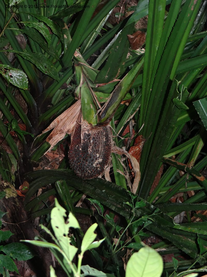 Pandanus acaulescens, Callmander 1040--Thailand. Chiang Mai Prov. Doi Suthep Pui Nat. Park. 7 Nov 2012. DSC07362 (344).JPG