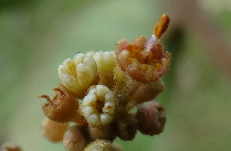 Alectryon vitiensis, Munzinger, J 7376--Fiji. Valeni Vill. 6 Nov 2015. DSC09910 (31).JPG
