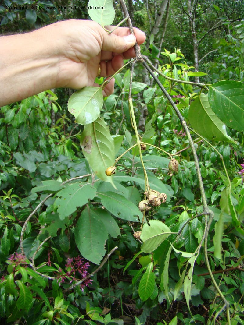 Turpinia occidentalis, NMartinezM2410--MX. Chiapas. Cta. Guapilla-Tapalapa. 13 Sep 08. 199.jpg