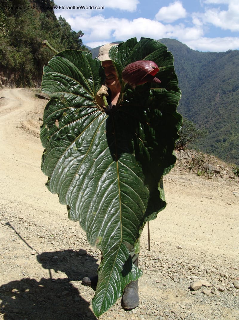 Anthurium gualeanum, Croat93239--Ecuador. Prov. Pichincha. Old hwy Quito to Sto. Domingo.   12 Aug 04. 118.jpg