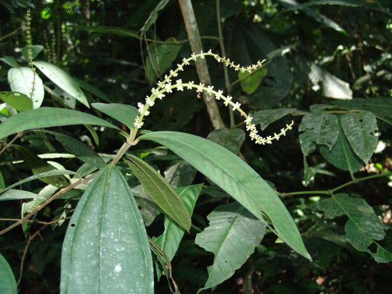 Miconia affinis, AAraujoM1253--Bolivia. Pq. Nac. Madidi. Chalalan. Send. Wabucuru. 30 Nov 04. 005.jpg
