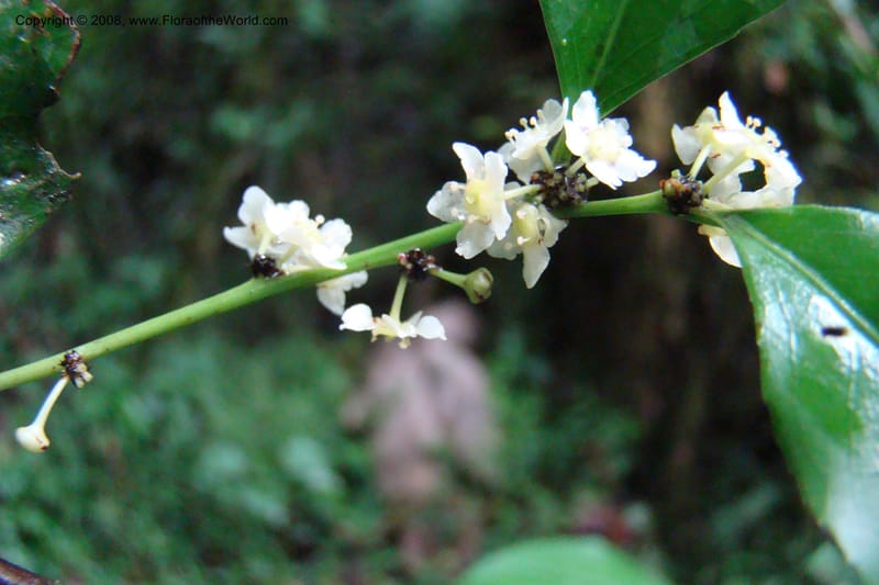 Maytenus undata, WKindeketa2977--Tanz. Rungwe Distr. Rungwe For. Res. 24 Jan 08. 156.jpg