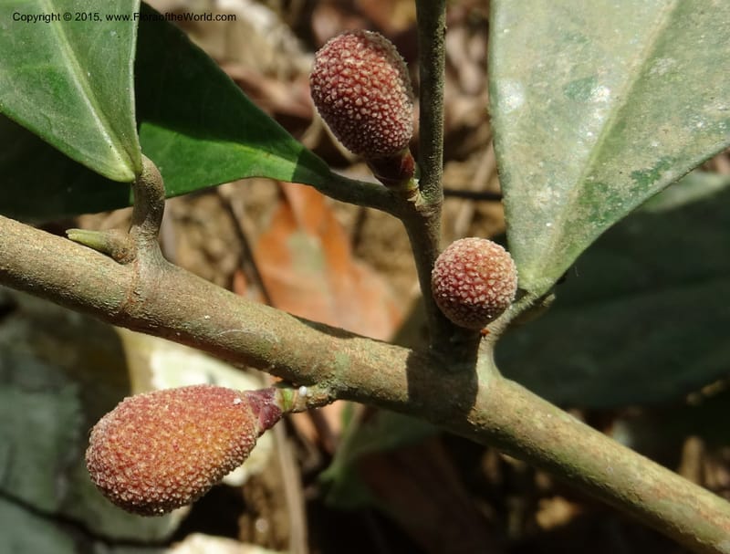 Treculia obovoidea, Davidson, C 12341--Cameroon. Mokoko For. Res. 20 Mar 2014. DSC02622 (258).JPG