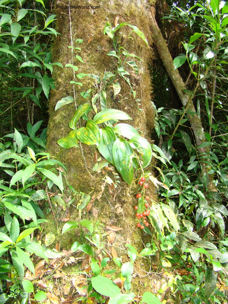 Maianthemum, B. Hemmel 24594--Costa Rica. Hered. Volcan Barva. 9 Apr 08. 316.jpg