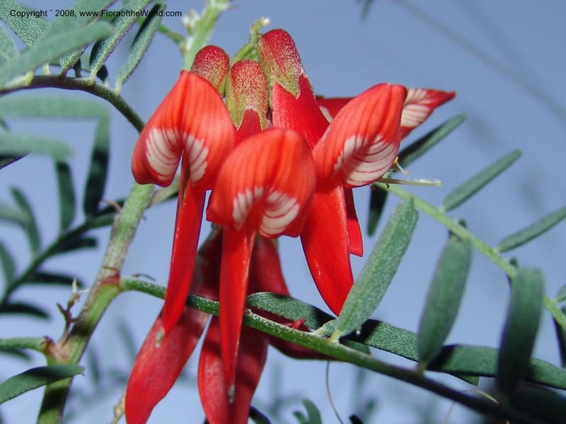 Sutherlandia montana--So.Africa. E. Cape. Joubert's Pass, SE of Lady Gray. 9 Mch 05. 300.jpg