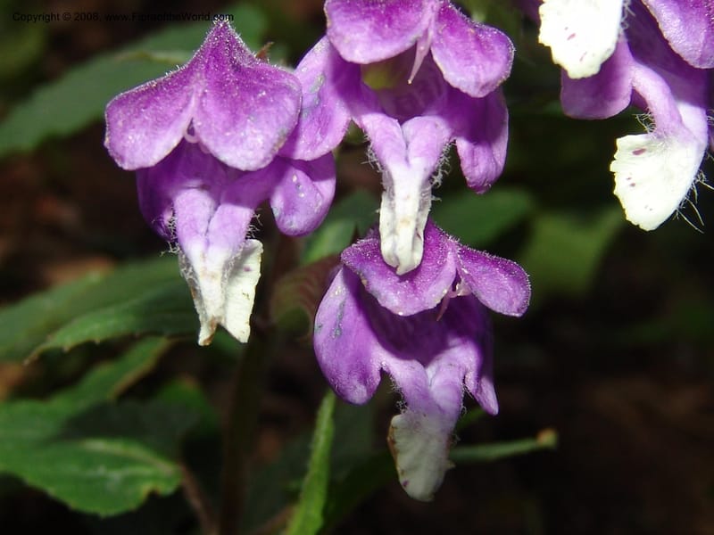 Scutellaria cochinchinensis--China. Jiang Xi. Lushan Botanical Garden. 21 Apr 07. 155.jpg