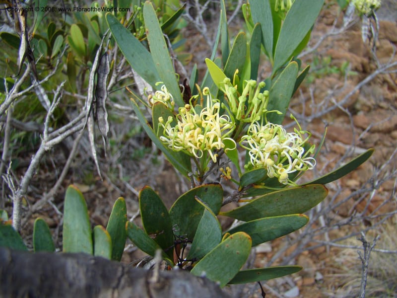 Stenocarpus, JMunzinger4738--New Caledonia. Poum Mine. 13 Nov 07. 053.jpg