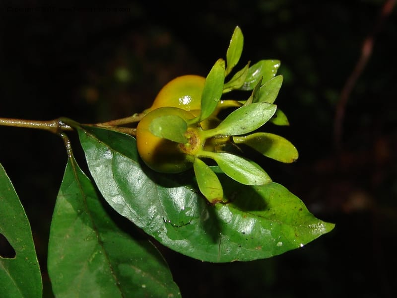 Heinsia crinita, MLeal1076--Gabon. Prov. Estuaire. Monts de Cristal. 13 Apr 06. 173.jpg