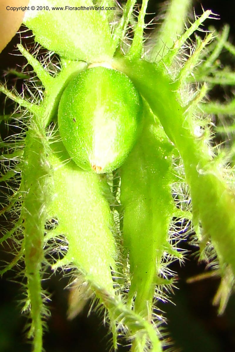 Columnea grata, B. Hammel 25172--Costa Rica. Prov. Heredia. Braulio Carillo N. P. 19 April 09. 329.jpg