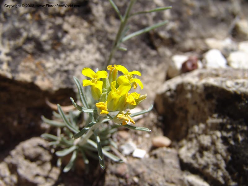 Erysimum capitatum, CDavidson11032--AZ. Coconino Co. Walnut Canyon Nat. Mon. 15 May 06. 062.jpg