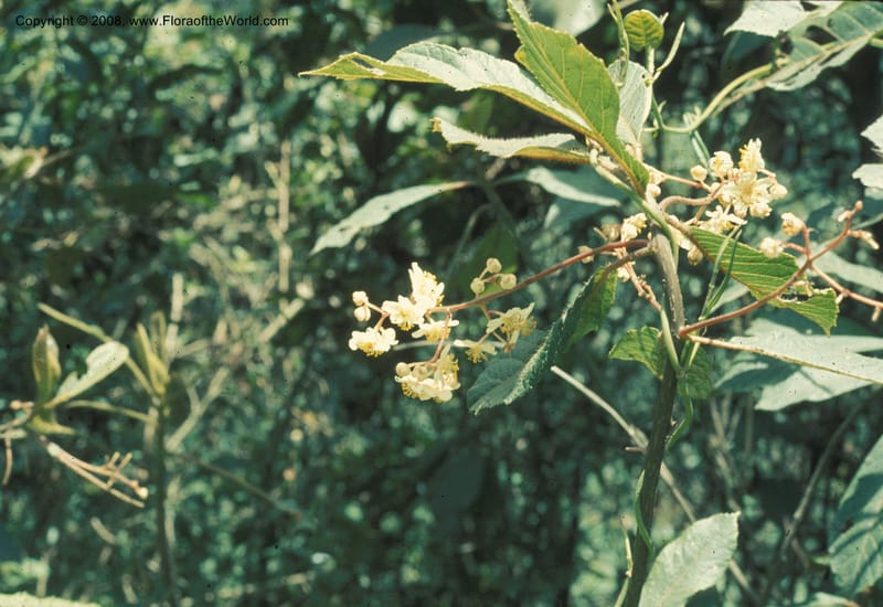 Saurauia, Davidson5030--Bolivia. Nor Yungas. 12 km W of Unduavi. 15 Nov 76. 002a.jpg