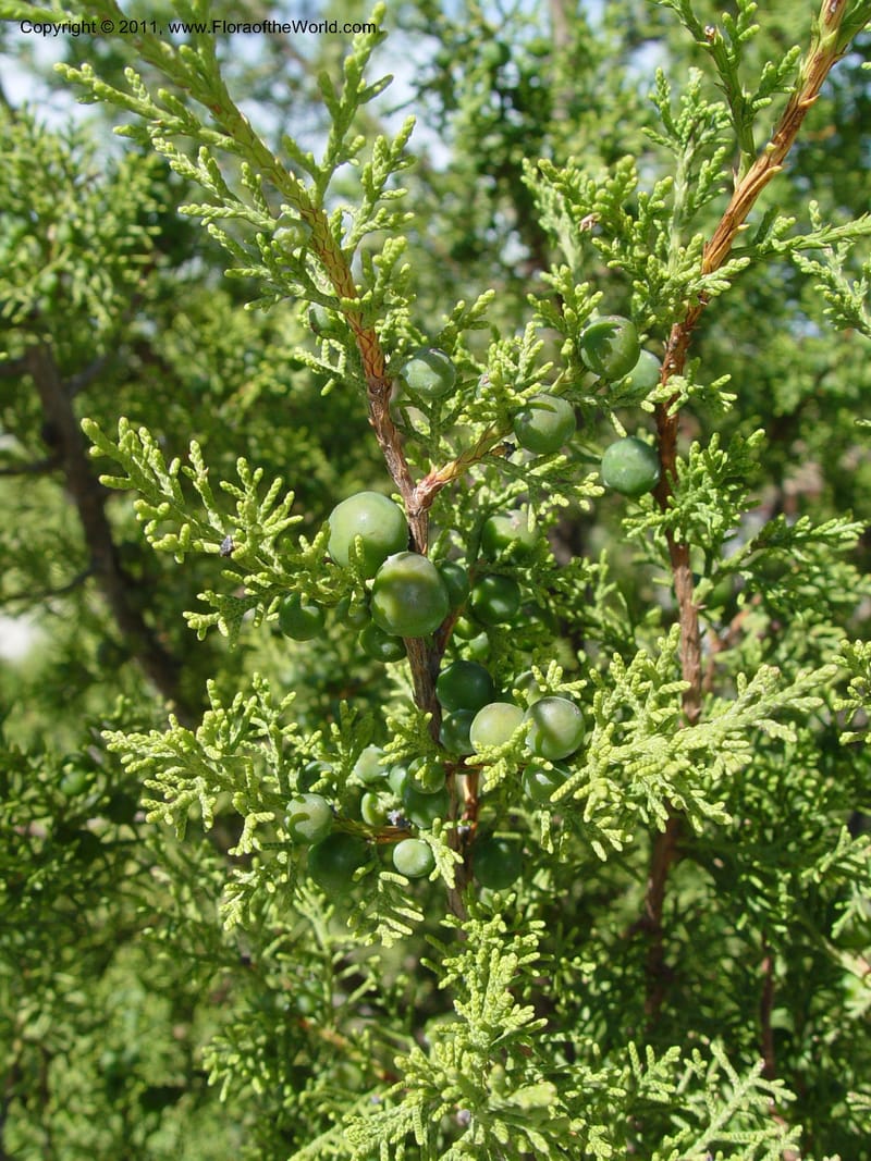 Juniperus phoenicea, 2000.0082--Spain. Barcelona Botanic Garden. CD19 Apr 04. 210.jpg