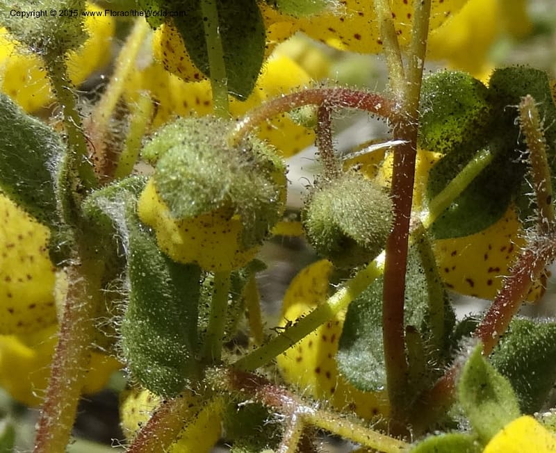 Calceolaria corymbosa, Davidson, C 12792--Chile. Ruta 115, to Laguna del Maule. 24 Nov 2014. DSC07486 (435).JPG
