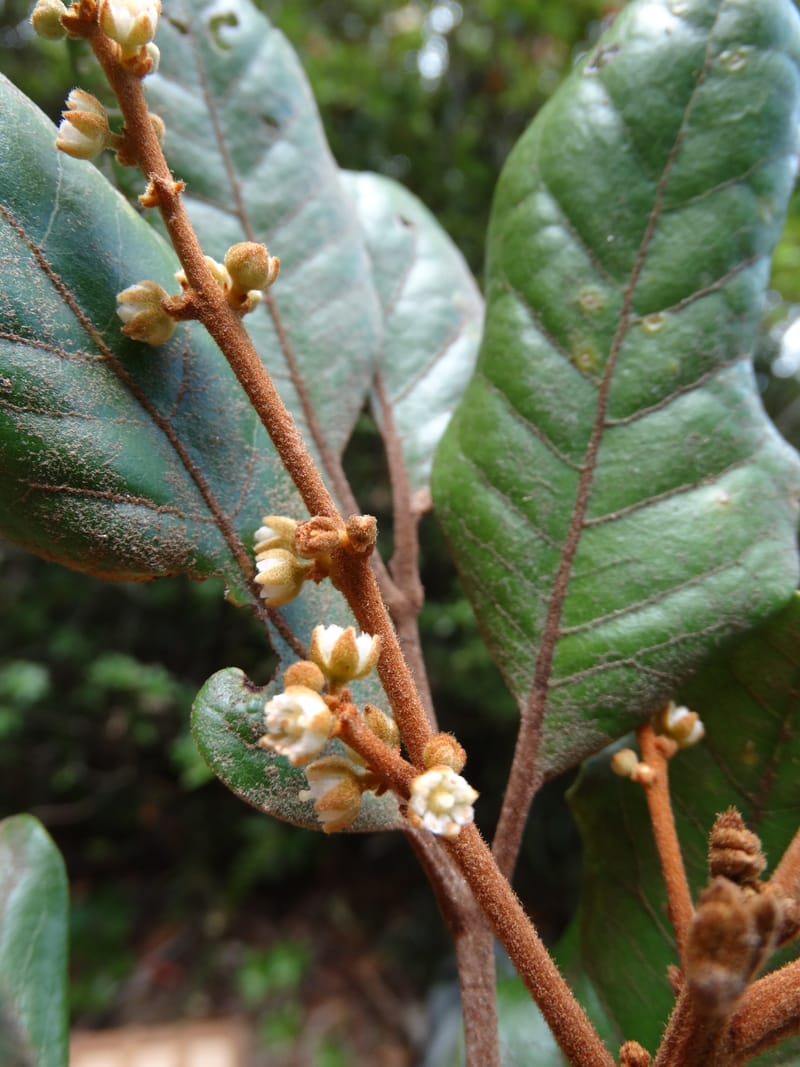 Storthocalyx sordidus, Callmander, M 1230--New Caledonia. Haute Robinson. 11 Nov. 2015. DSC00909 (100).JPG